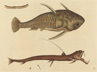 De Adderbek Silurus cataphractus, gepubliceerd 1731-1743