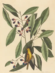De gele pimpelmees Motacilla trochilus