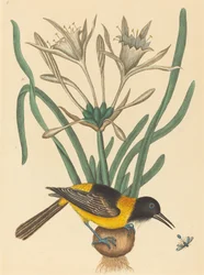 De Gele en Zwarte Pye Oriolus Icterus
