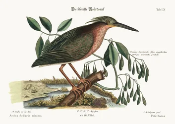 De kleine roerdomp, 1749-73