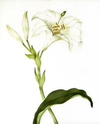 Lelie, ca. 1790