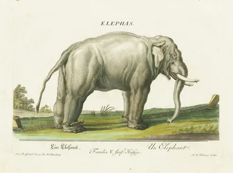 Aziatische olifant in kettingen