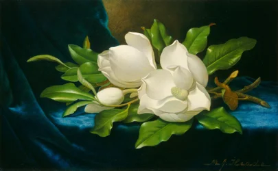 Reuzenmagnolia
