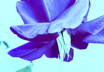 Blauwe roos