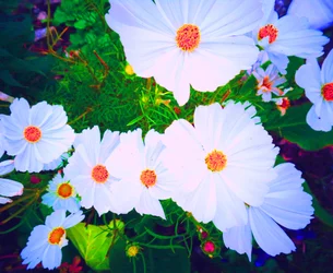 Bloemen