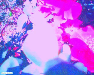 Rozen