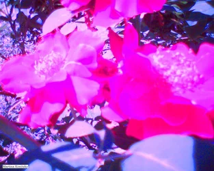 Rozen