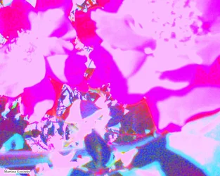 Rozen
