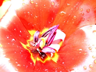 Tulp