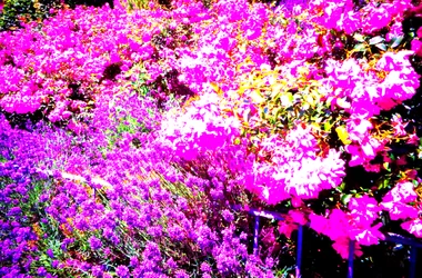 Voortuin met rozen en lavendel