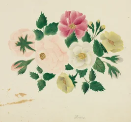 Juni Rozen
