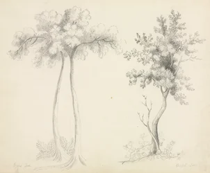 Studies van Upas- en Esdoornbomen