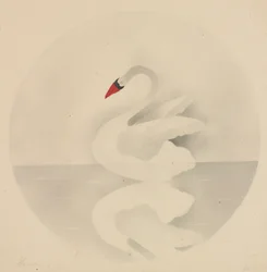 Zwaan