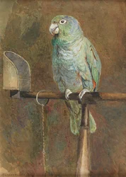 Polly de papegaai