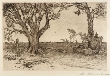Oude linden - Nabij Easthampton