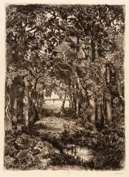 De zee door het bos