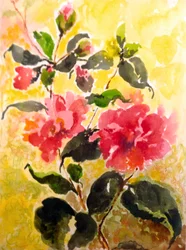 Camelia