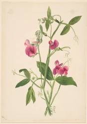 (Zonder titel - Bloemenstudie)