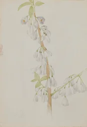 (Zonder titel - Bloemenstudie)