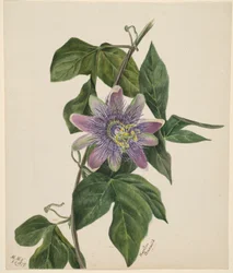 (Zonder titel - Bloemenstudie)