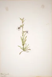 (Zonder titel - Plantenstudie)