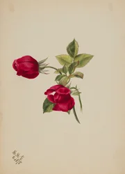 (Zonder titel - Roos)
