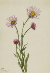 Alaska vlooienkruid (Erigeron salsuginosus)