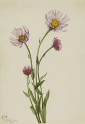 Alaska Vlooienkruid Erigeron salsuginosus, 1925
