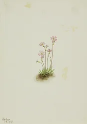 Alberta sleutelbloem (Primula maccalliana)