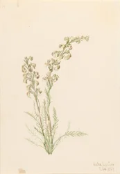 Alpiene varen (Pedicularis contorta)