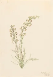 Alpenvarenleven Pedicularis contorta, 1907
