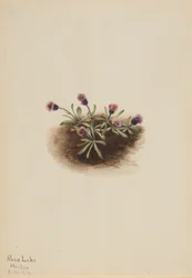 Alpenvlo (Erigeron unalaschcensis)