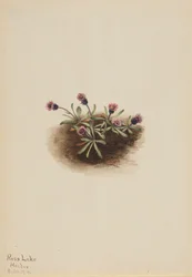 Alpenfijnstraal Erigeron unalaschcensis, 1916