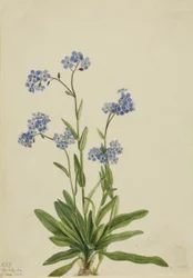 Alpen Vergeet-mij-nietje Myosotis alpestris, 1924