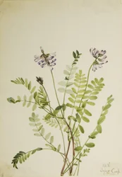 Alpenmelkvetch (Astragalus alpinus)