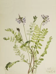 Alpenmelk Astragalus alpinus, 1921