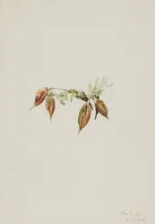 Alpenwortel (Oxytropis podocarpa)