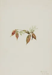 Alpen Pointvetch Oxytropis podocarpa, 1918