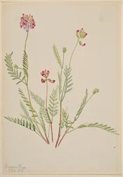 Alpenwikke (Astragalus bourgovii)