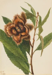 Amerikaanse kastanje (Castanea dentata)