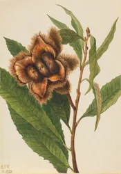 Amerikaanse kastanje Castanea dentata, 1932