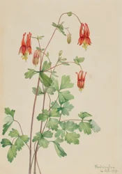 Amerikaanse akelei (Aquilegia canadensis)