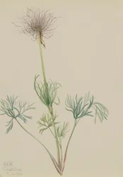 Amerikaanse Pasquebloem Pulsatilla ludoviciana, 1920