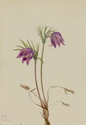 Amerikaanse Pasqueflower Pulsatilla ludoviciana, 1922