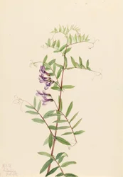 Amerikaanse wikke (Vicia americana)