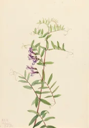 Amerikaanse Wikke Vicia americana, 1922