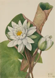 Amerikaanse waterlelie (Castalia odorata)