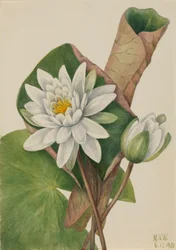 Amerikaanse Waterlelie Castalia odorata, 1920