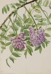 Amerikaanse Wisteria Kraunhia frutescens, 1925