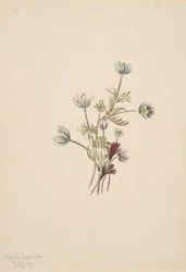 Anemoon Anemone drummondii, 1907